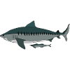 Tiger shark