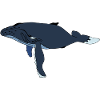 Humpback whale