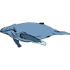 Baby whale