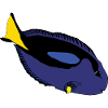 Surgeonfish