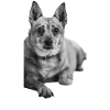 Hunger