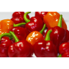 Habanero