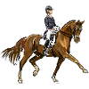 cavallo e cavaliere