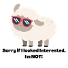 Schaf