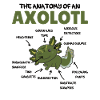 Axolotl Explication Anatomie d’un Axolotl