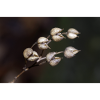 Trockenblume