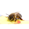Beepicture