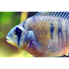 Bolivianischer Schmetterlingsbuntbarsch