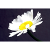 Margarite