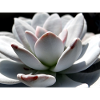 Sukkulente Echeveria
