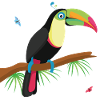 Toucan
