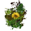 Blume