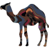 Camel