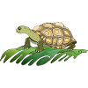 Tortoise