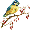 Bunter Vogel