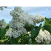 White stuffed lilac