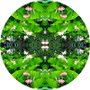 Nature Mandala Dennenlohe