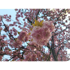 Cherry blossom