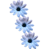 Daisies 3-fold