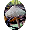 Pilz