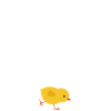 mon poussin