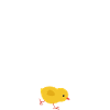 petit poussin
