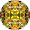 Nature Mandala Underwater Sponge