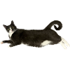 Cat grey white