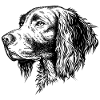 Münsterländer Portrait