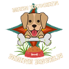 Verspielter kleiner Hund