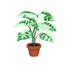 Variegated Monstera