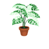 Maman Monstera