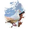 Taube