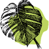 Monstera leaf and green