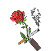 Burning Rose
