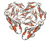 Herz Koi