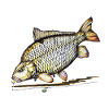 Common Carp Fishing Rig Angler Design