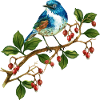 Bunter Vogel