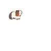 Guinea pig heartbeat