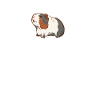 Guinea pig heartbeat