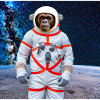 Monkey in space