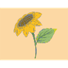 Sunflower is us