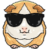 Guinea pig