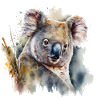 Aquarelle Koala