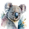 Aquarelle Koala