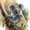 Aquarelle Koala