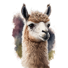 Aquarelle d’alpaga