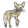 Desert fox Fennec