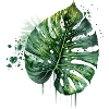 Monstera Feuille tropicale aquarelle
