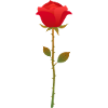 Rose Fleur Roses Saint-Valentin